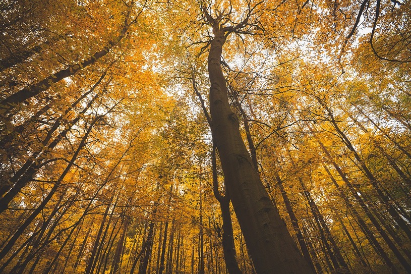 Осенний лес, широкий угол